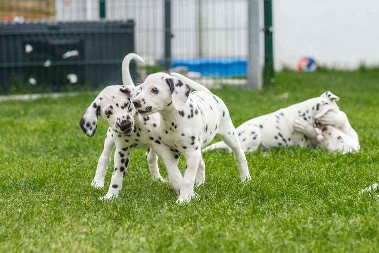 A-Wurf 53. Lebenstag (49)