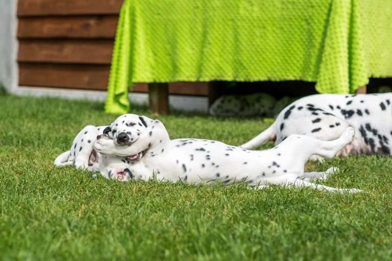 A-Wurf 53. Lebenstag (5)