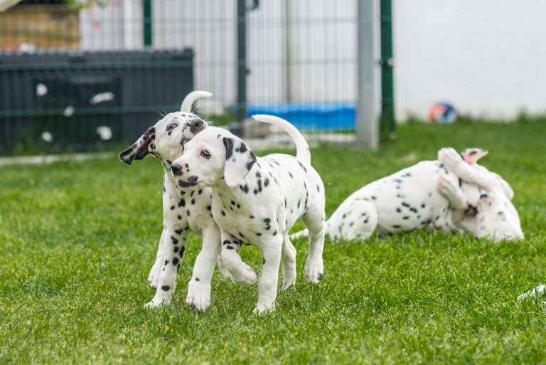 A-Wurf 53. Lebenstag (50)