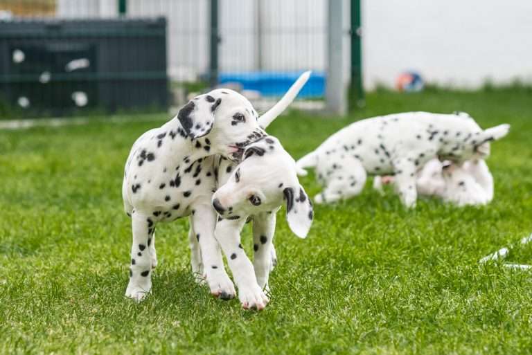 A-Wurf 53. Lebenstag (51)