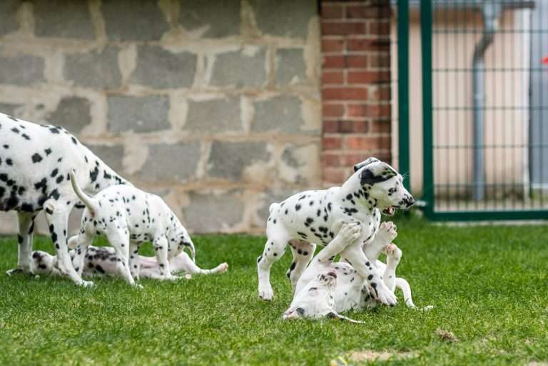 A-Wurf 53. Lebenstag (53)