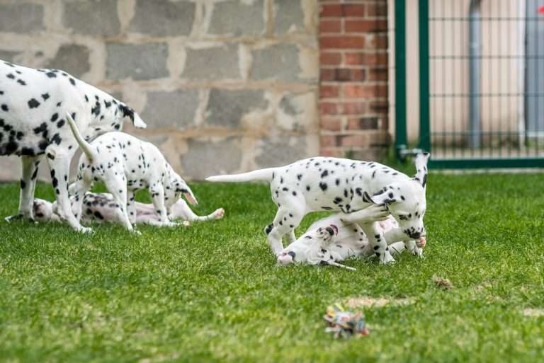 A-Wurf 53. Lebenstag (54)