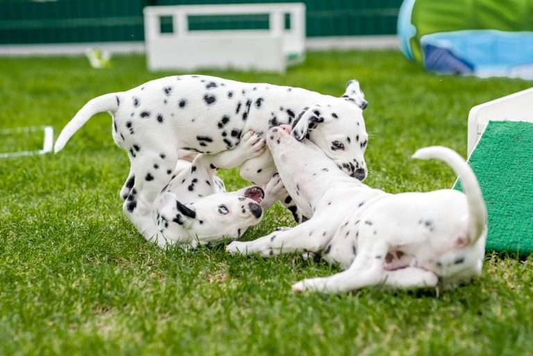 A-Wurf 53. Lebenstag (55)