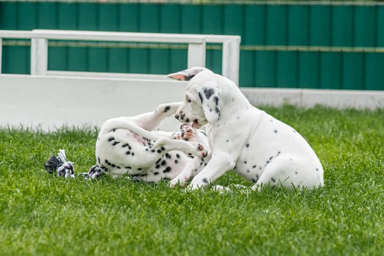 A-Wurf 53. Lebenstag (56)