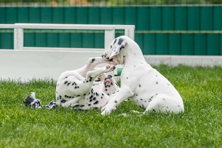 A-Wurf 53. Lebenstag (57)