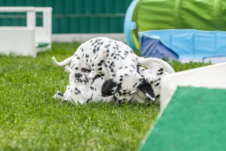 A-Wurf 53. Lebenstag (59)