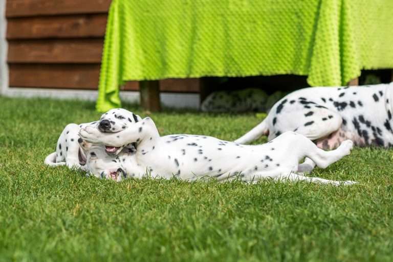 A-Wurf 53. Lebenstag (6)