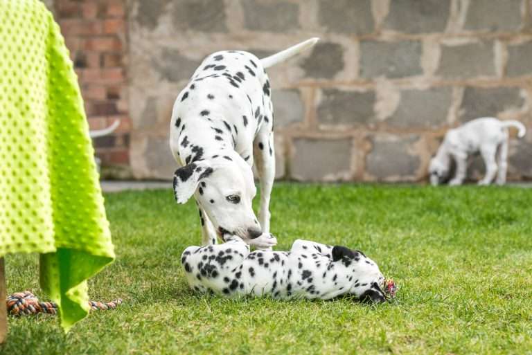 A-Wurf 53. Lebenstag (60)