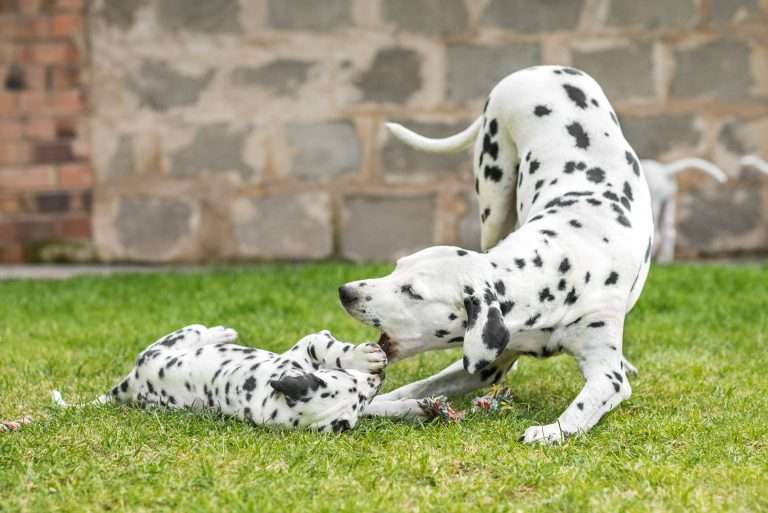 A-Wurf 53. Lebenstag (61)