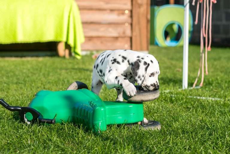 A-Wurf 53. Lebenstag (64)