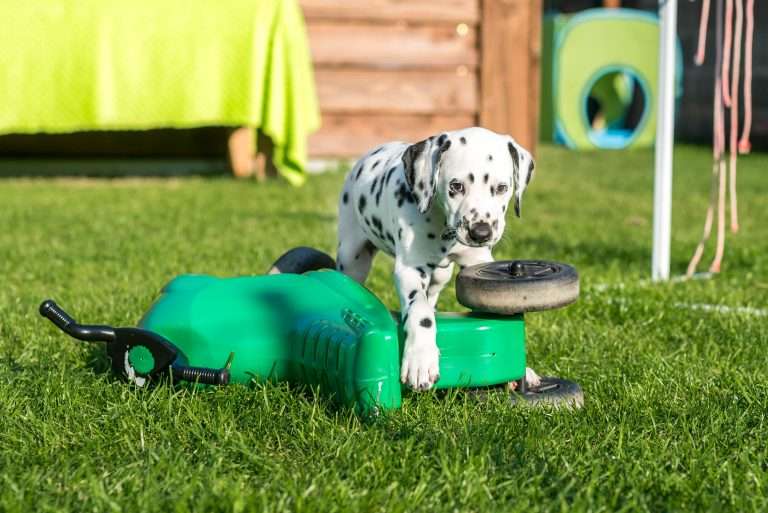 A-Wurf 53. Lebenstag (65)