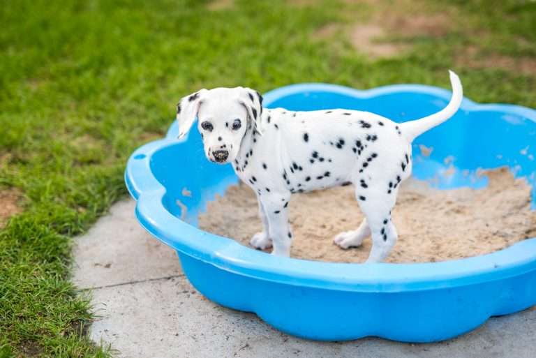 A-Wurf 53. Lebenstag (67)