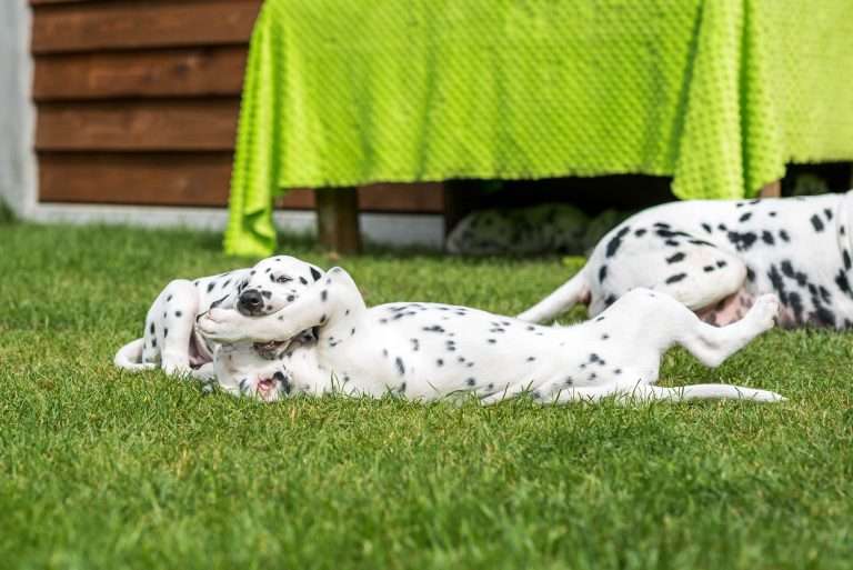 A-Wurf 53. Lebenstag (7)