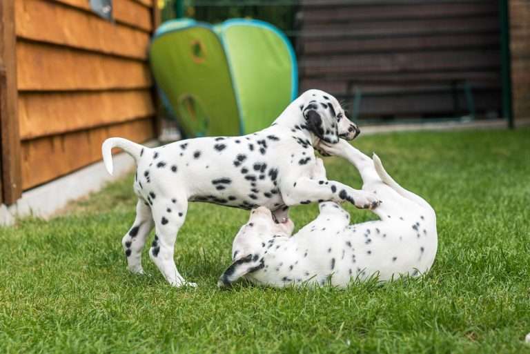 A-Wurf 53. Lebenstag (8)