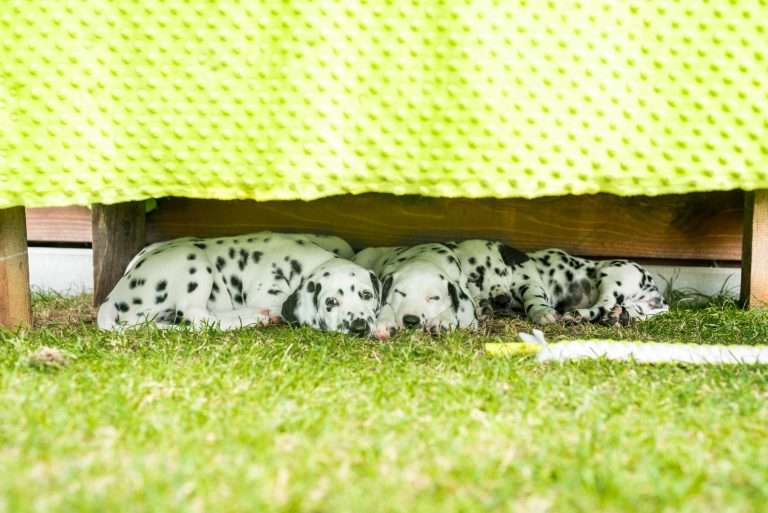 A-Wurf 53. Lebenstag (9)