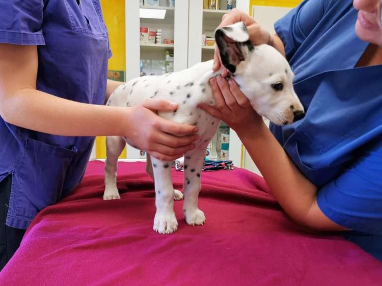 A-Wurf 54. Lebenstag (1)