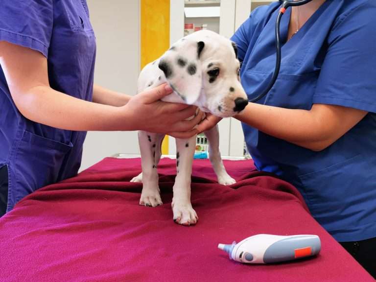 A-Wurf 54. Lebenstag (2)