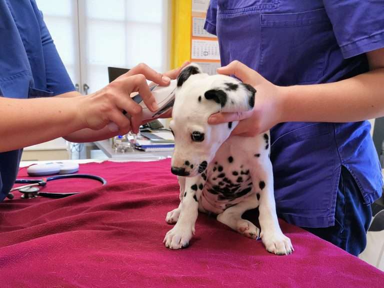 A-Wurf 54. Lebenstag (4)