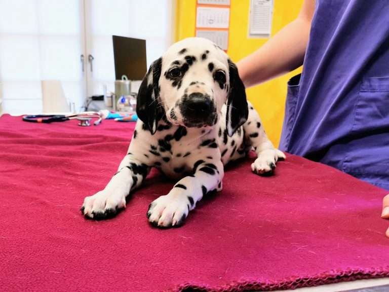 A-Wurf 54. Lebenstag (5)