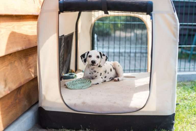 A-Wurf 55. Lebenstag (1)