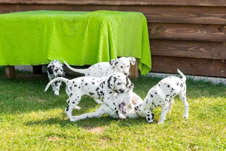 A-Wurf 55. Lebenstag (10)