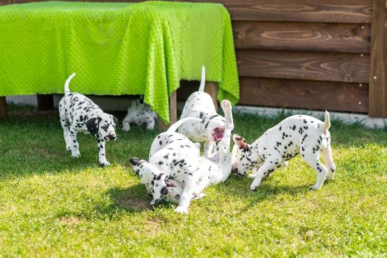 A-Wurf 55. Lebenstag (11)