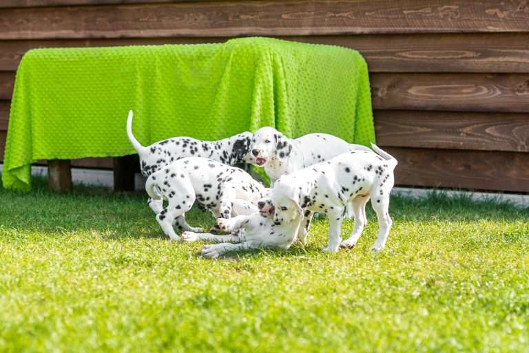 A-Wurf 55. Lebenstag (12)