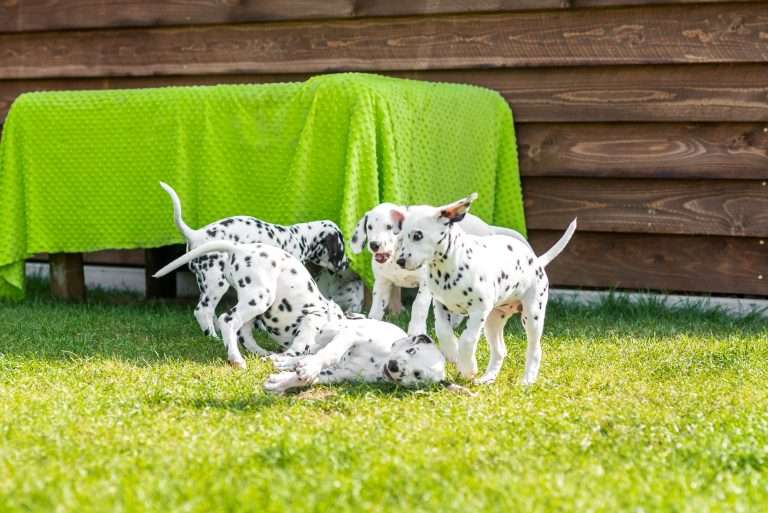 A-Wurf 55. Lebenstag (13)