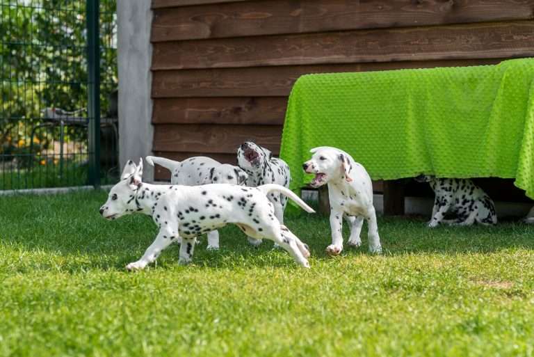 A-Wurf 55. Lebenstag (14)