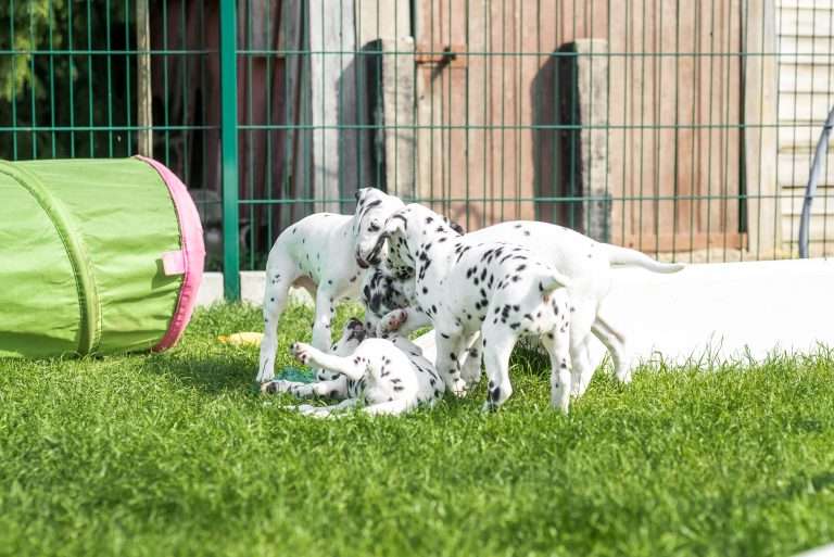 A-Wurf 55. Lebenstag (15)