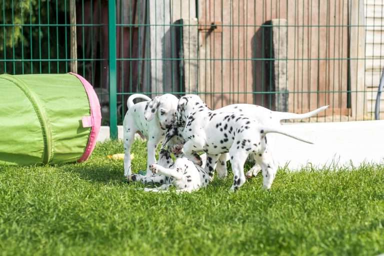 A-Wurf 55. Lebenstag (16)