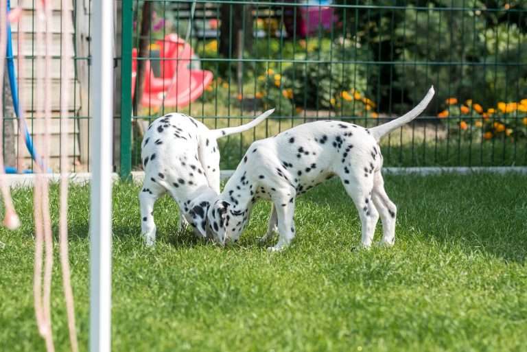 A-Wurf 55. Lebenstag (18)