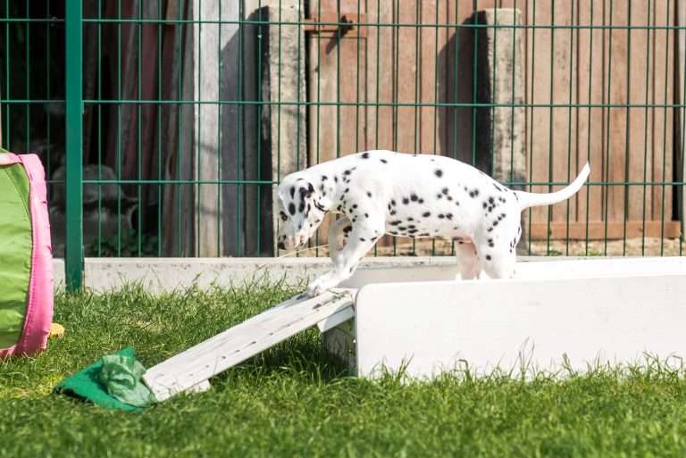 A-Wurf 55. Lebenstag (19)