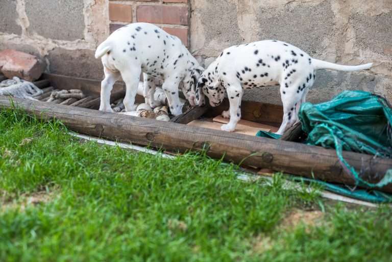 A-Wurf 55. Lebenstag (2)