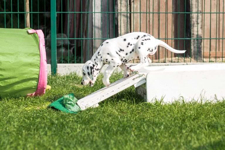 A-Wurf 55. Lebenstag (20)