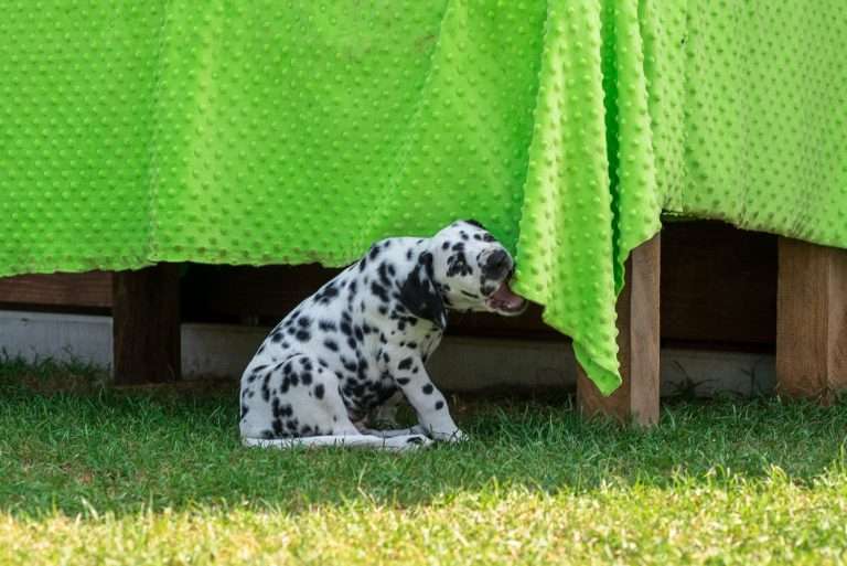 A-Wurf 55. Lebenstag (21)