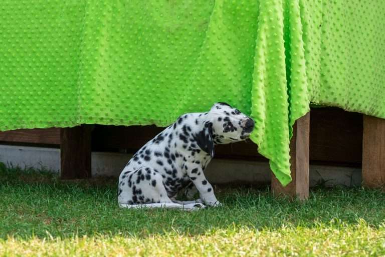 A-Wurf 55. Lebenstag (22)