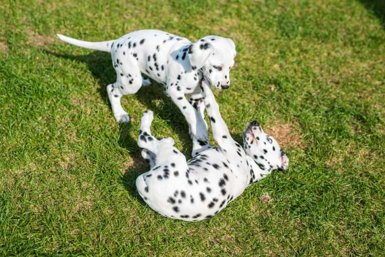 A-Wurf 55. Lebenstag (23)