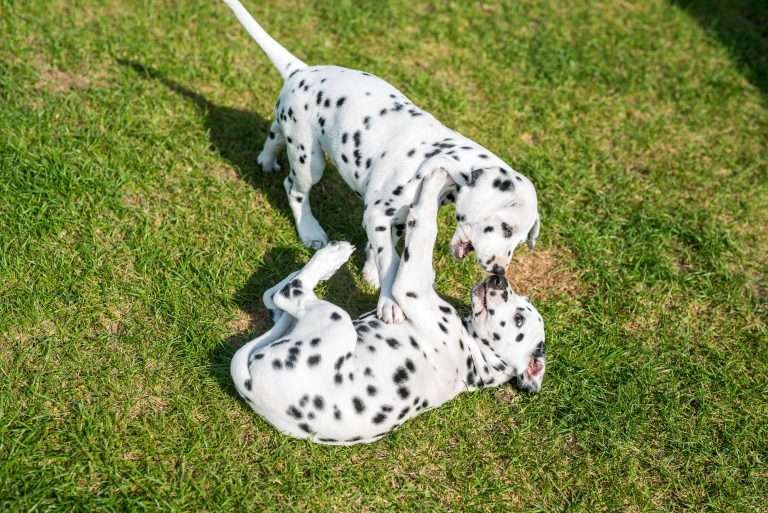 A-Wurf 55. Lebenstag (24)