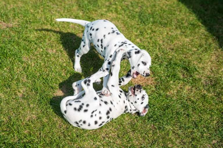 A-Wurf 55. Lebenstag (25)