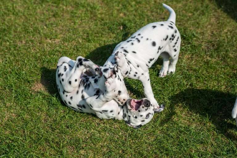 A-Wurf 55. Lebenstag (26)