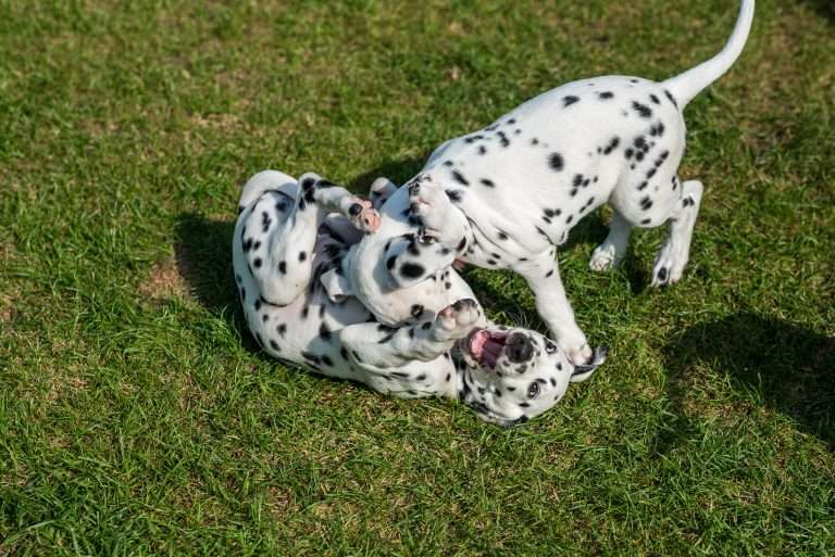 A-Wurf 55. Lebenstag (27)