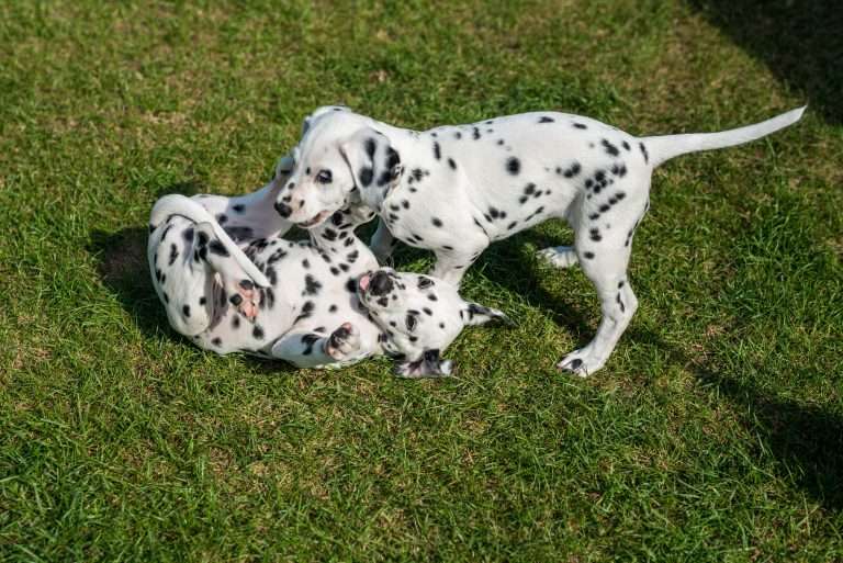 A-Wurf 55. Lebenstag (28)