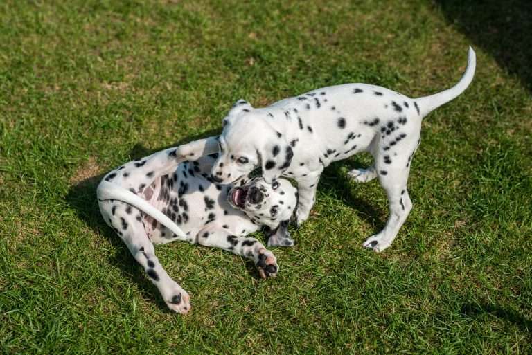 A-Wurf 55. Lebenstag (29)