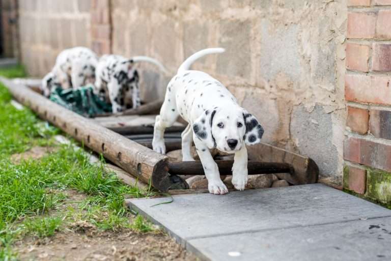 A-Wurf 55. Lebenstag (3)