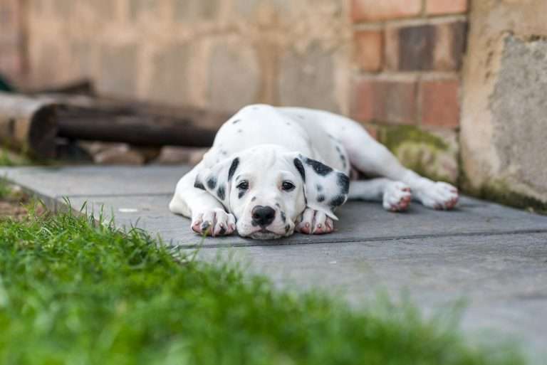 A-Wurf 55. Lebenstag (30)