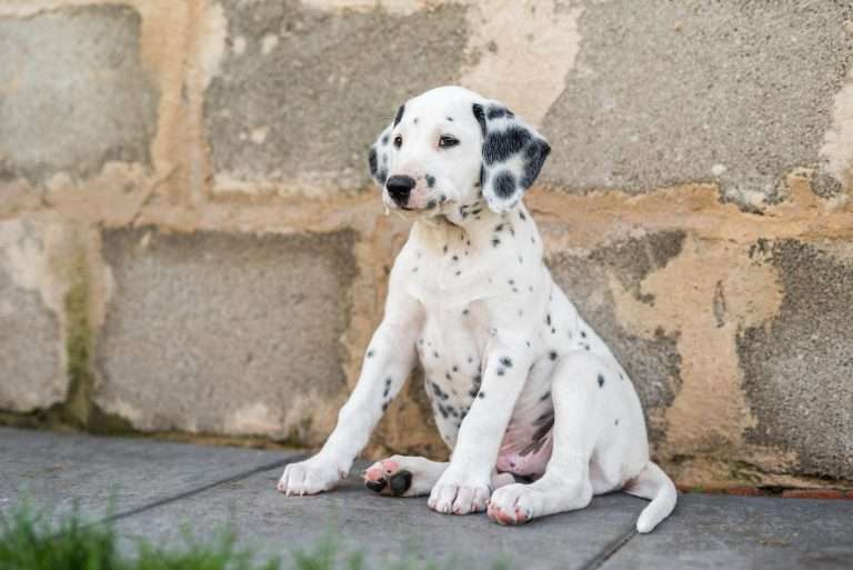 A-Wurf 55. Lebenstag (31)