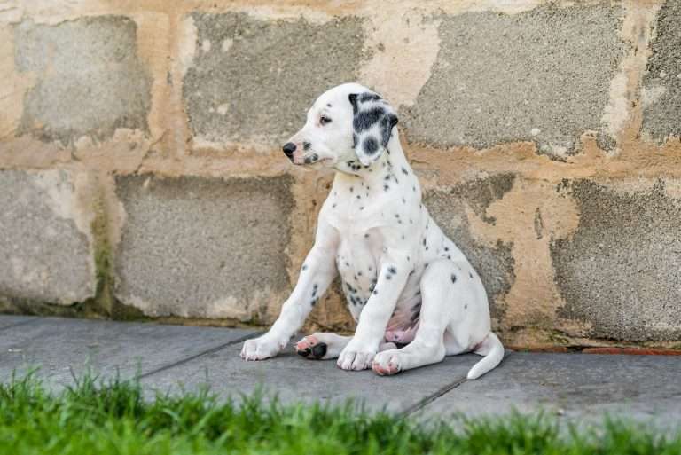 A-Wurf 55. Lebenstag (32)