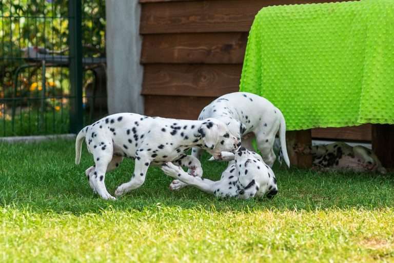 A-Wurf 55. Lebenstag (33)