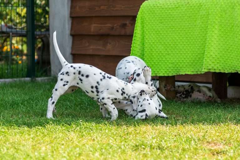 A-Wurf 55. Lebenstag (34)